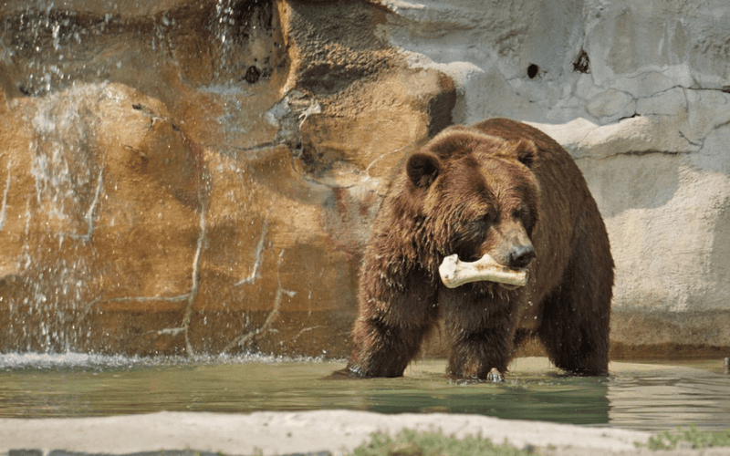 Explore the wonders of wildlife at the Detroit Zoo in Royal Oak.