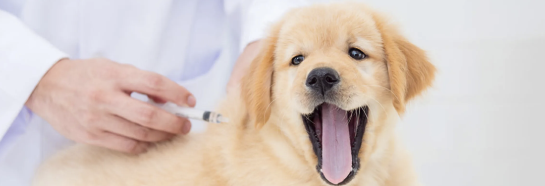 Comprehensive Care for Your Pets: Discover North Main Animal Hospital in Royal Oak, MI