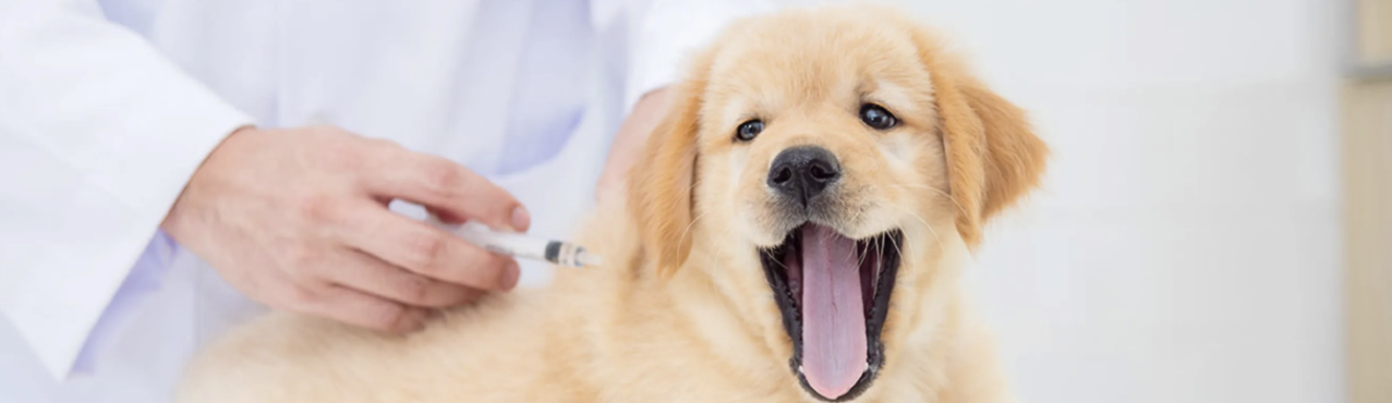 Veterinary in Royal Oak, MI