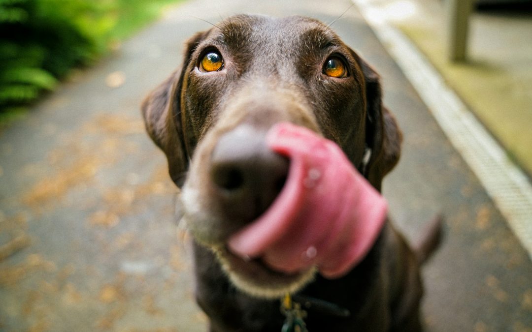 Royal Oak Animal Shelter: A Furry Haven in the Heart of Michigan