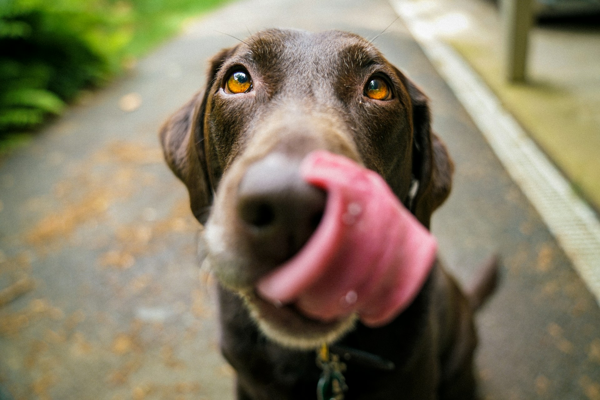 Royal Oak Animal Shelter: A Furry Haven in the Heart of Michigan